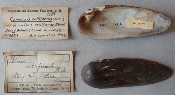 specimen