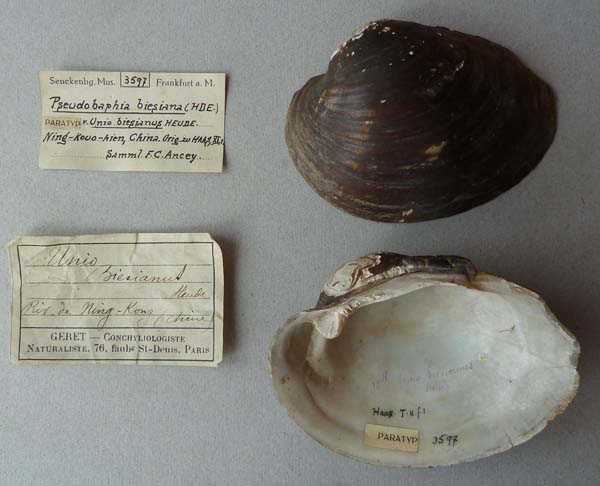 specimen