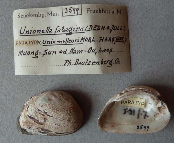 specimen