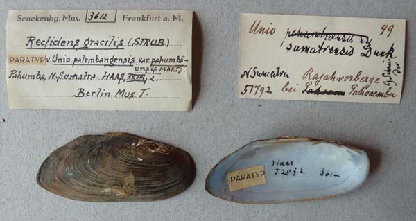 specimen