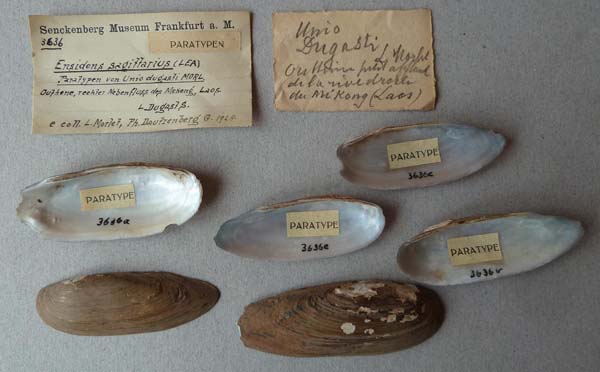 specimen