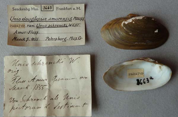 specimen
