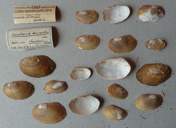 specimen