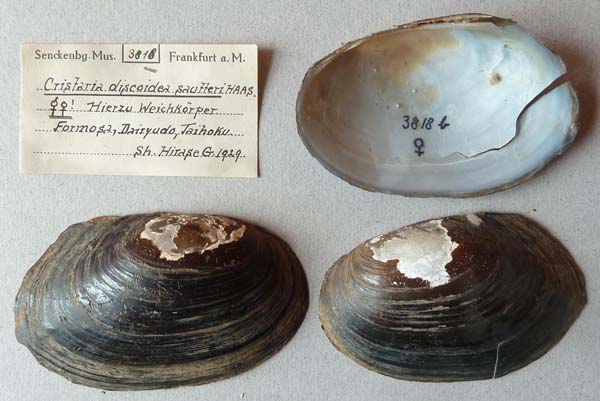 specimen