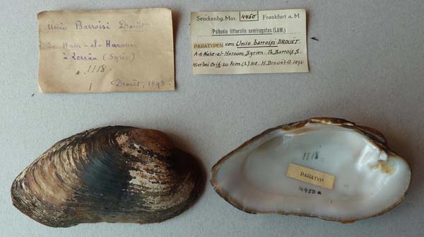 specimen