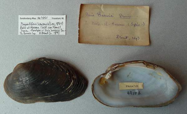 specimen