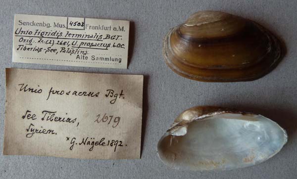 specimen