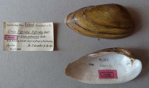 specimen