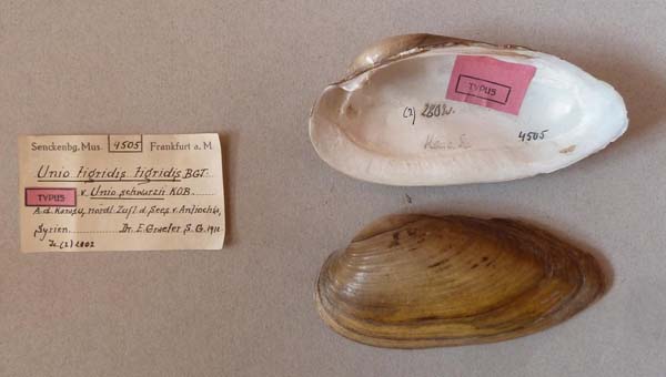 specimen