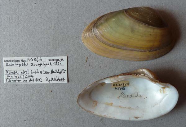 specimen