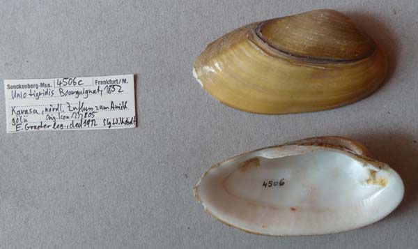 specimen