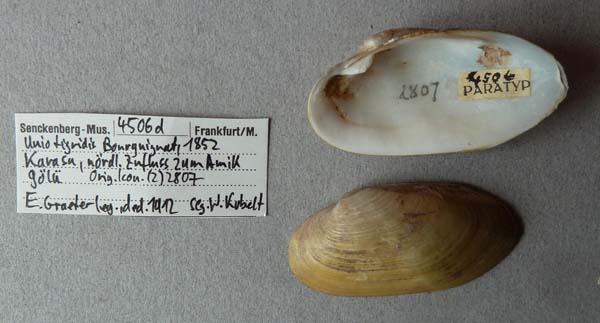 specimen