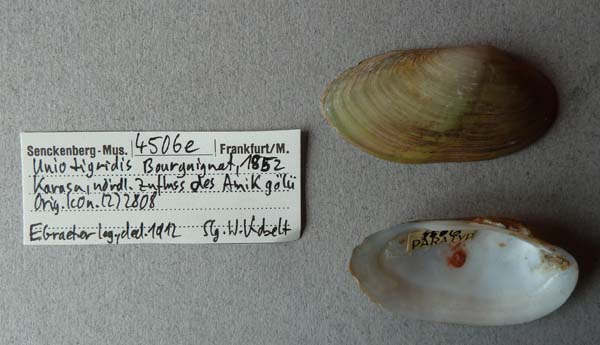 specimen