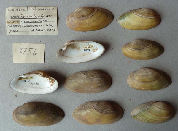 specimen