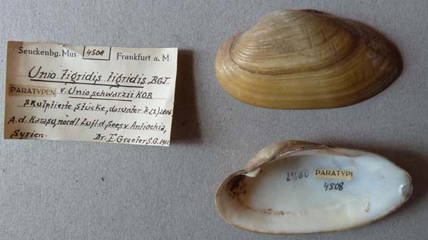 specimen