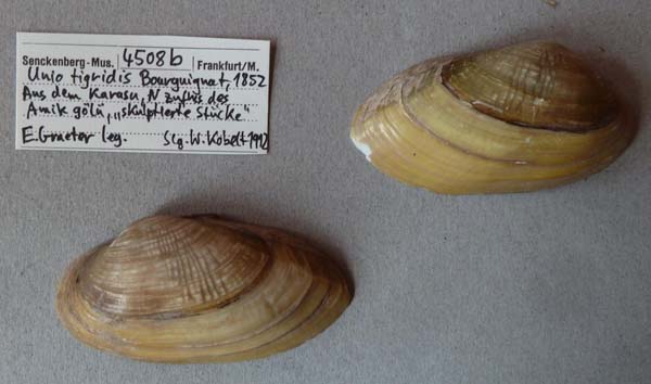 specimen