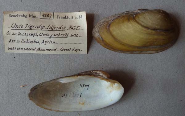 specimen