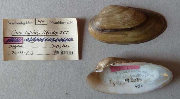 specimen