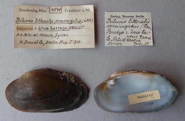 specimen