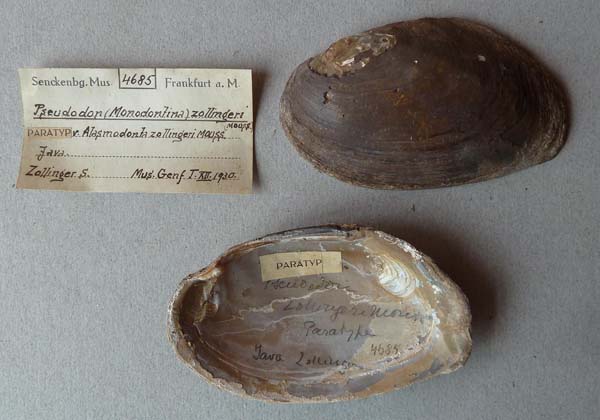 specimen