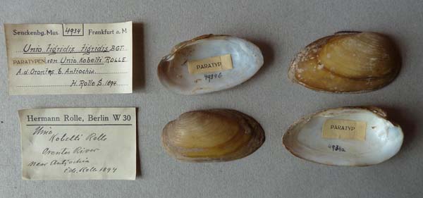specimen
