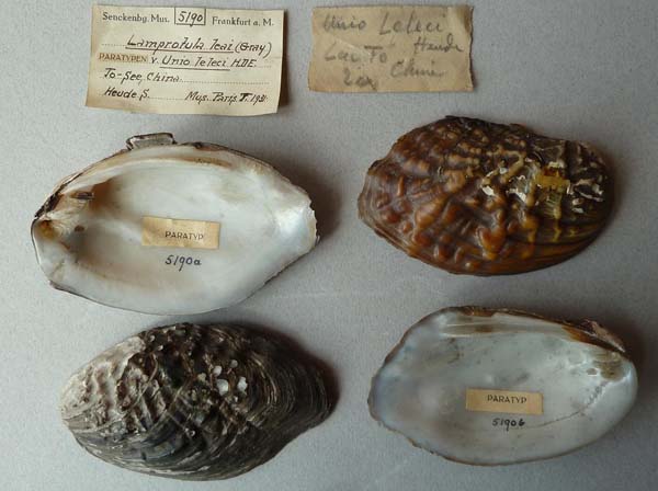specimen