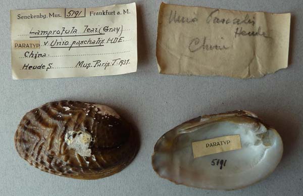 specimen