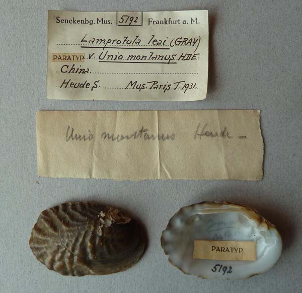 specimen