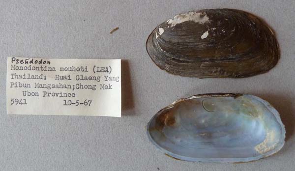 specimen