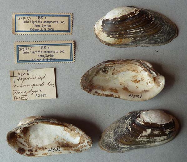 specimen