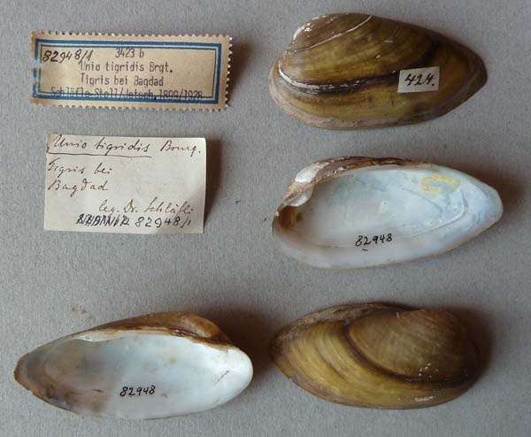 specimen