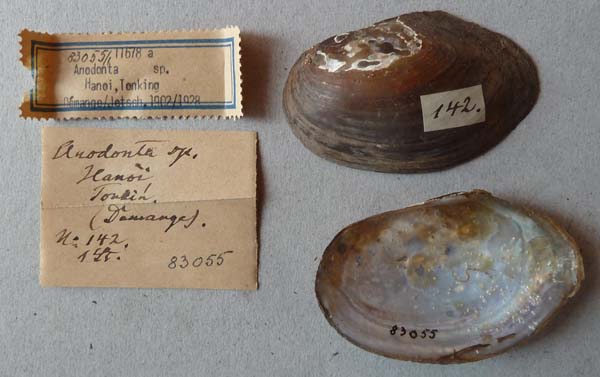 specimen