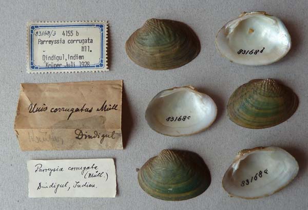 specimen