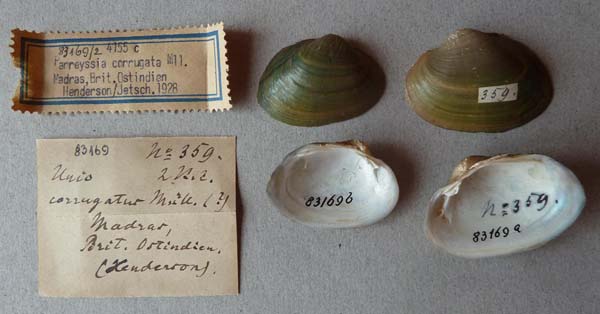 specimen