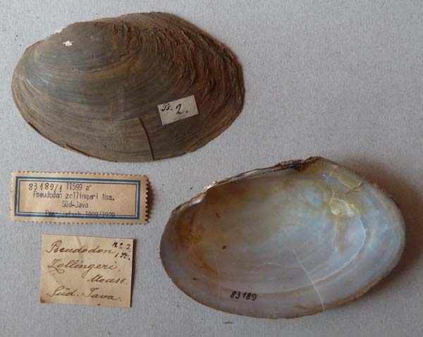 specimen