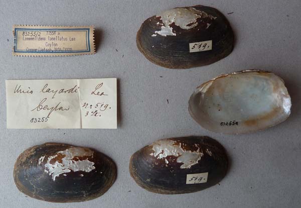 specimen