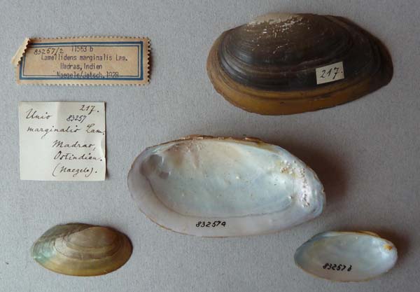 specimen