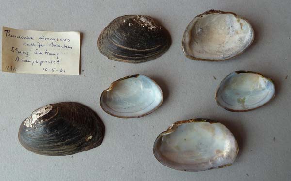 specimen