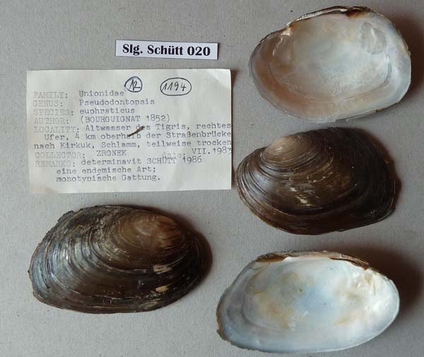 specimen