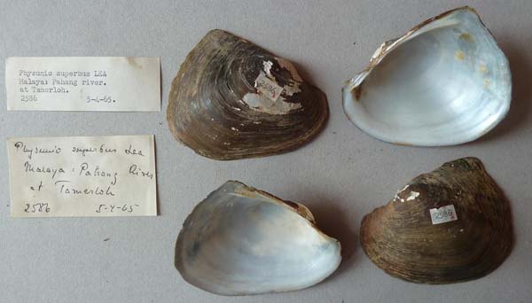 specimen