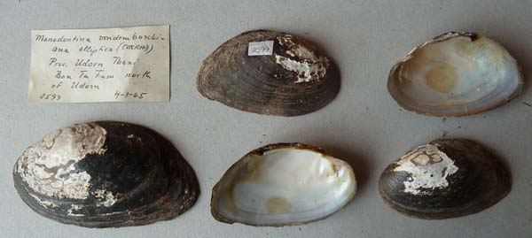 specimen