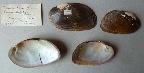 specimen