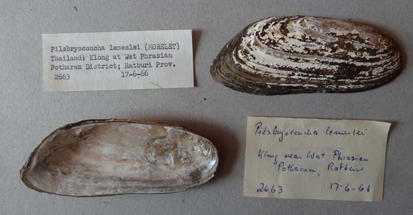 specimen