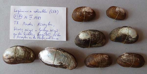specimen