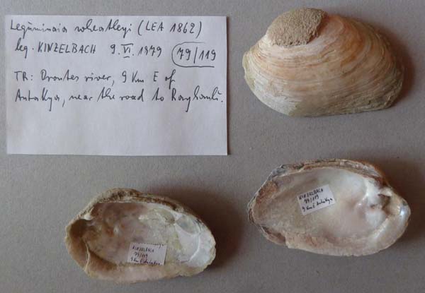 specimen