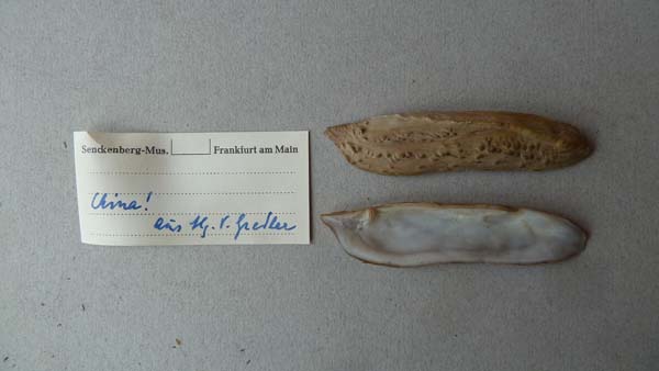 specimen