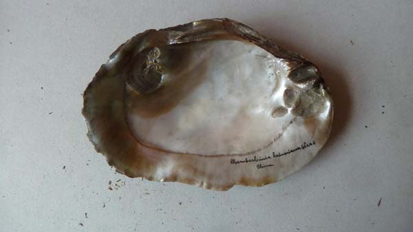 specimen