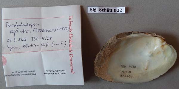 specimen