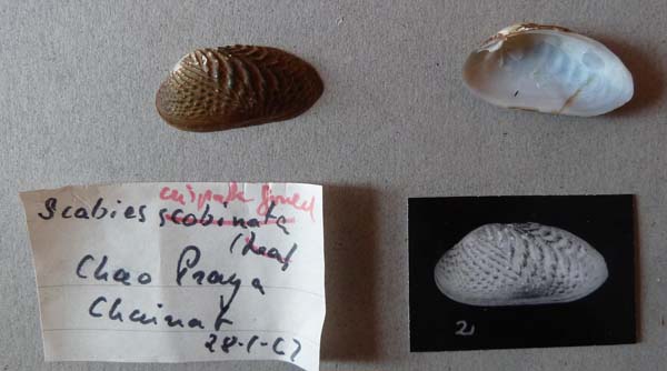 specimen