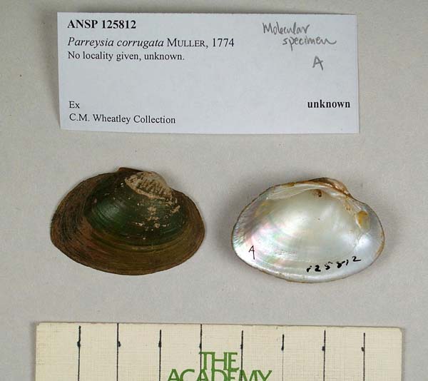 specimen